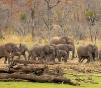 Singita Game Drives